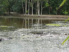 Cairns27 Centenary Lakes